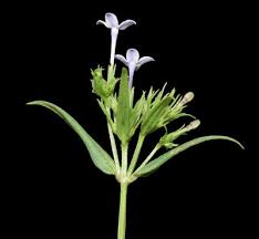 Image result for Conostomium natalense