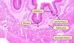 Image result for Bladder Anatomy