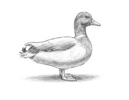 Draw two nostrils over the beak and then. How To Draw A Duck