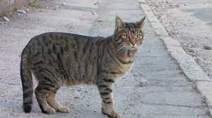 Tigerkatzen sind tiere, welche als haustiere in katzenhütten auf der farm leben. Tiger Ein Kurzer Clip Uber Eine Katze Tiger A Short Clip Of A Cat Youtube