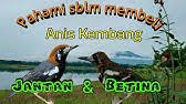 Decu, decu gacor, decu kembang, decu wulung, decu betina, decu mini tips membedakan decu kembang jantan dan betina, decu kembang jantan memiliki warna bulu itam pekat warna perut. Ciri Ciri Burung Decu Jantan Betina Youtube