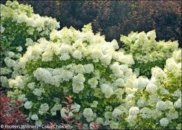 Large ornamental bushes, shrubs, & hedges for full sun. New Small Shrubs For The Prairies And Some You Might Have Missed Sasktoday Ca