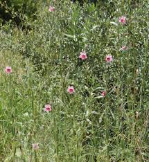 Image result for Sesamum parviflorum