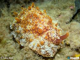 Image result for Pleioceras gilletii