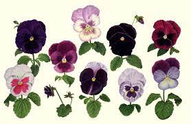 Pansies Details Pansies Flower Drawing Botanical Illustration