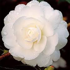 Camelia D Automne Early Pearly Pretty Flowers Beautiful Flowers Trees To Plant