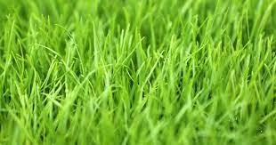 Why When And How To Apply Lime To Your Lawn Rye Grass Perennial Ryegrass Grass Seed