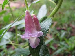 Image result for Sesamum radiatum