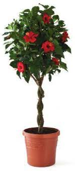 Hibiscus trees bloom heavily with new flowers opening on a daily basis. Pin By Whitney Pavick On Flower Garden Braided Hibiscus Tree Hibiscus Tree Hibiscus Flowers