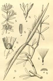 Image result for Cryptolepis