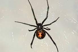 Symptoms of a reaction to the venom start a cold sweat. All About Poisonous Spiders Terminix