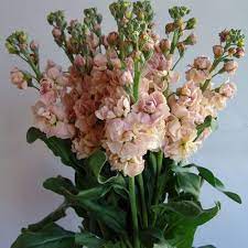 Pin On Blush Pink