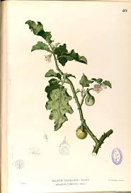 Image result for Solanum sp. A