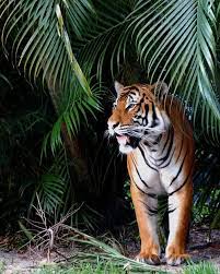 33 Fierce Tiger Pictures Collection Naldz Graphics Tiger In The Jungle Tiger Pictures Tiger Photography