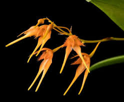 Image result for Bulbophyllum kivuense