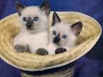 Available Siamese Kittens For Sale & Cats For Adoption