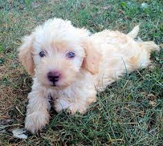 10 to 12 inches weight: Schnoodle Schnauzer Poodle Mix Info Puppies Temperament Pictures Video