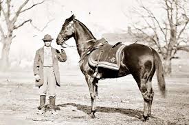 The horse's name, originally rienzi, was changed to winchester after carrying sheridan on his famous ride from winchester, virginia to the american museum of natural history in new york city (which is not part of the smithsonian institution) is home for the skeleton of famous racehorse sysonby. List Of Famous Horses