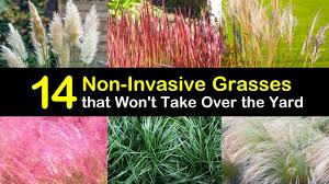 Maybe you would like to learn more about one of these? 14 Non Invasive Grasses That Won T Take Over The Yard