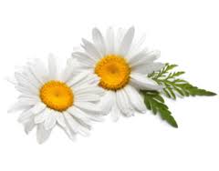 Check spelling or type a new query. Buy Edible Flowers Online Shop For Food Recipe Garnish And Decoration