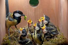 Birds And Their Nests Pictures Uk Build A Nest Box To Welcome Spring Birds Birds Spring Birds Pet Birds