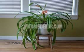 Peki bu dekoratif iç mekan bitkileri neler ve neye benziyorlar. Cok Dekoratif Salon Cicekleri Ve Isimleri Binbirdekor Com