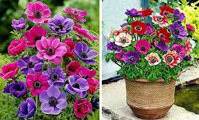 Questi sono in particolare ciclamino, colchicum, sternbergia, nerine. Bulbose A Fioritura Primaverile Idee Green