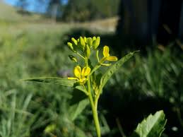 Image result for Emilia juncea