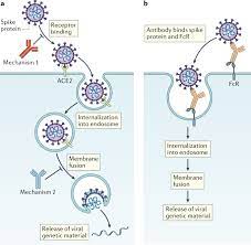Aug 18, 2021 · montgomery, ala. Passive Antibody Therapy In Covid 19 Nature Reviews Immunology