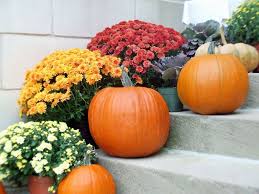Flower box flowers for fall. 12 Best Fall Flowers For Pots Best Fall Container Plants