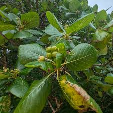 Image result for Guettarda