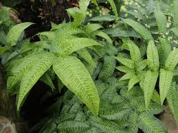 Image result for Coniogramme