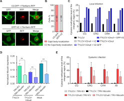 After a patient was primarily triaged as a u … A Virus Encoded Protein Suppresses Methylation Of The Viral Genome Through Its Interaction With Ago4 In The Cajal Body Elife