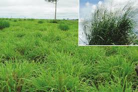 Image result for Panicum maximum