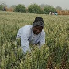 India, usa, china, argentina, ukraine, russia, australia. Wheat Farming Africa On Twitter Farmers From Kano Nigeria Attending Wheat Seed Multiplication Training By Icarda Cgiar Communityseed Multiplication Https T Co 4rfgmgyye6 Https T Co Rvoescpymj