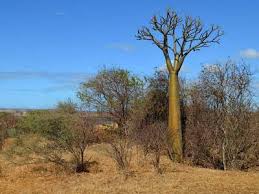 Image result for Pachycarpus firmus