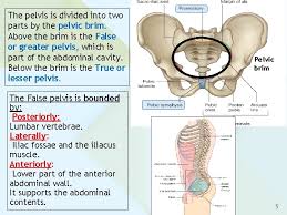 Maybe you would like to learn more about one of these? Anatomy Of The Pelvis Objectives By The End