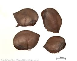 Image result for Grewia inaequilatera