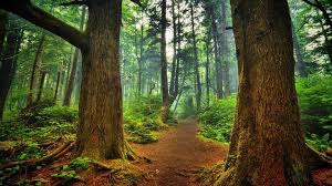 Image result for peter wohlleben