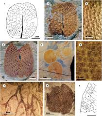 Image result for Salvinia hastata