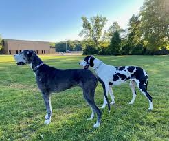 Vet checked, current on shots/wormings and micro chipped. Family S Great Danes Die After Hiring Topeka Pet Delivery For Move Between States Ksnt News