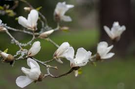 Find tips and guides to grow and maintain the perfect garden for your home. 12 Common Species Of Magnolia Trees And Shrubs