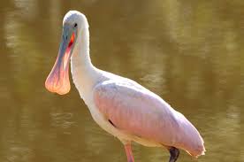 Bird Of The Month Juvenile Roseate Spoonbill Roseate Spoonbill 9 Month Olds Pink Bird