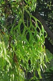 Image result for parožnatka Platycerium