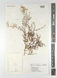 Image result for Fagonia isotricha