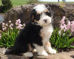 We did not find results for: Heidi Mini Bernedoodle Puppy For Sale In Fresno Oh Lancaster Puppies Bernedoodle Puppy Puppies Bernedoodle