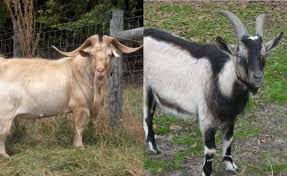 Gmabar jenis_jenis ikan air tawar dan air laut infoikan.com memelihara jenis ikan hias namun belum tau gambarnya seperti apa? Tanpa Lemak 10 Jenis Kambing Yang Hasilkan Banyak Susus Dan Daging