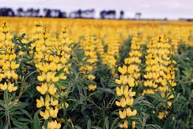 Carolyn williamson has over thirty years' experience in both australia and overseas and is a floristry teacher. Early History Of Lupins In Western Australia Agriculture And Food