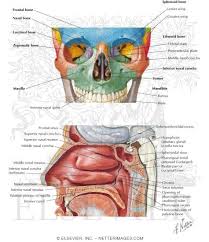 Other types of cells in the nasal cavity and paranasal sinuses, including bone and cartilage cells, can also become cancer. Anatomy Of The Nasal Cavity