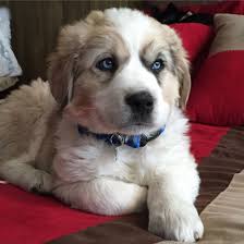 Anatolian shepherds and great pyrenees were bred because of their many similarities, including the fact that they were. Great Pyrenees And Australian Shepard Adorable Puppy Mix Puppy Mix Cute Puppies Great Pyrenees Puppy